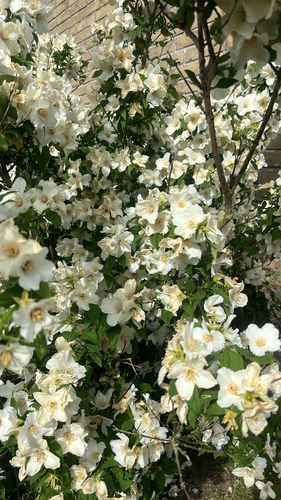 Sweet Mock Orange
