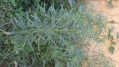 Erigeron bonariensis