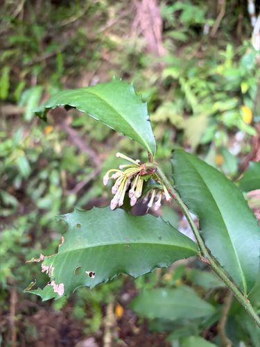 Ardisia cornudentata, photograph 6