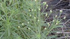 Erigeron bonariensis