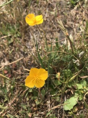 Eschscholzia lobbii