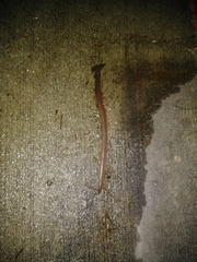 Lumbricus terrestris