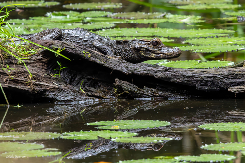 Dwarf Crocodile