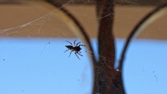 Salticidae