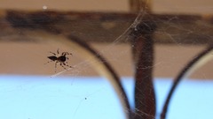 Salticidae