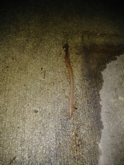 Lumbricus terrestris