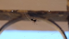 Salticidae