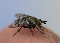 Homalactia harringtoni