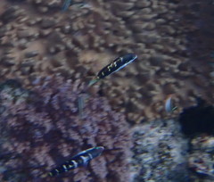Thalassoma jansenii