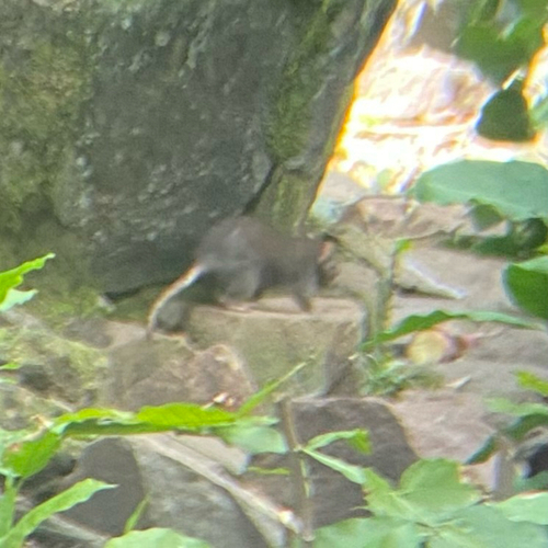 Oriental House Rat