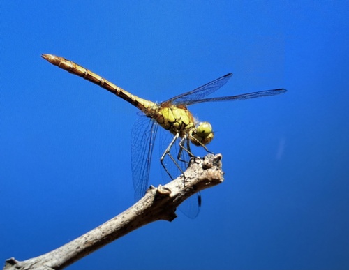 Common Darter