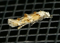 Mompha rufocristatella