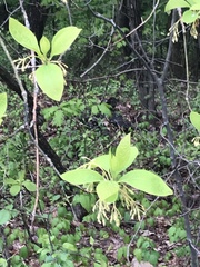 Dirca palustris
