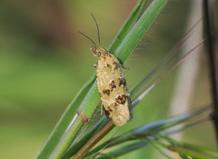 Aethes williana