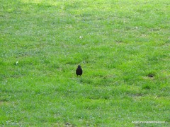Turdus merula