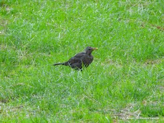 Turdus merula