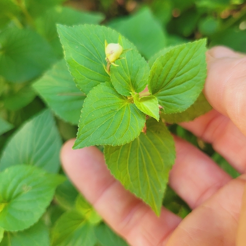 Viola striata, photograph 5