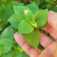 Viola striata, photograph author not stated, no rights reserved