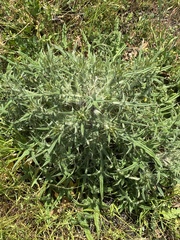 Cirsium vulgare