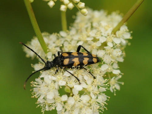 four-banded longhorn beetle