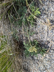 Lomatium foeniculaceum