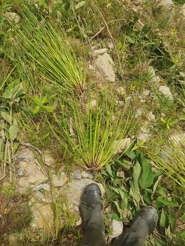 Eleocharis elegans, 2026-06-26