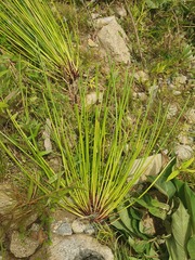 Eleocharis elegans, photograph (c) Samuel Peláez Vélez, some rights reserved (CC BY)