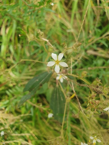 Chaetogastra longifolia, photograph 4