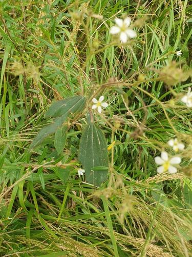 Chaetogastra longifolia, photograph 3