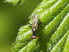 Nemopoda nitidula