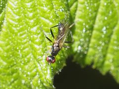 Nemopoda nitidula