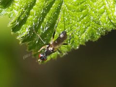 Nemopoda nitidula