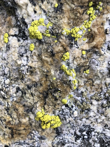 splash-paint cobblestone lichen
