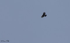 Parabuteo unicinctus