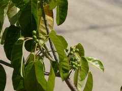 Ficus eximia