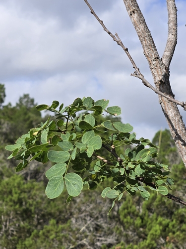 Leucaena retusa, photograph 2