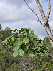 Leucaena retusa, photograph (c) Jo Roberts, some rights reserved (CC BY)