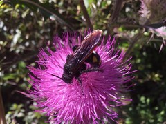 Pygodasis quadrimaculata