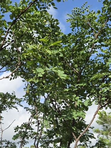 Leucaena retusa, photograph 3