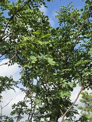 Leucaena retusa, photograph (c) Jo Roberts, some rights reserved (CC BY)