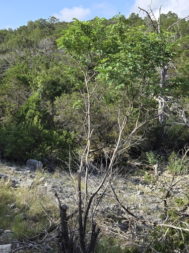 Leucaena retusa, photograph 4