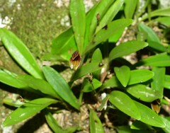 Restrepia brighamii (Pleurothallis brighamii)