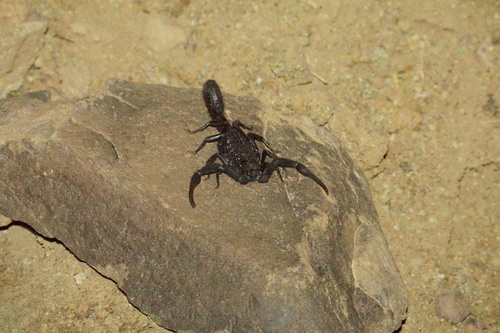 Hottentotta gentili