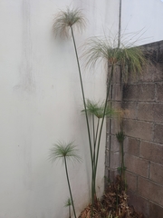 Cyperus papyrus