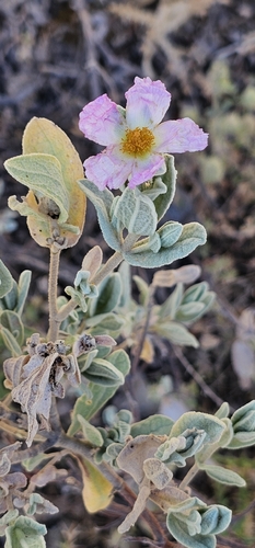 Grey-leaved Cistus