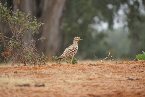 Eurasian Stone-curlew