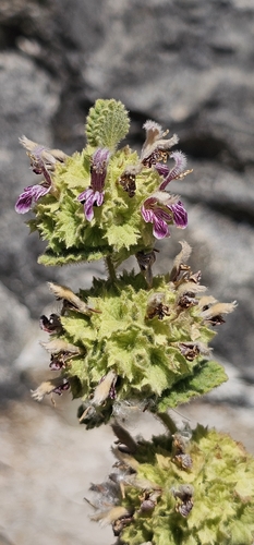 Pseudodictamnus hirsutus