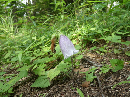 Korean bellflower