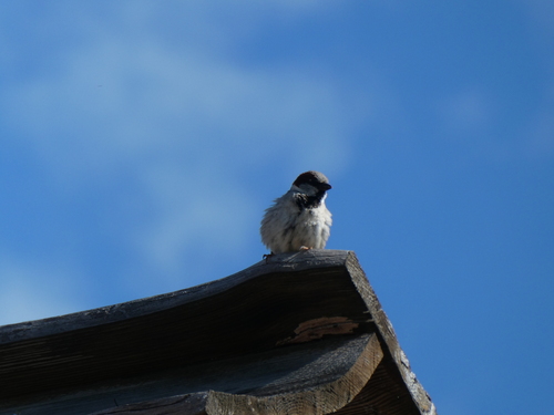 House Sparrow