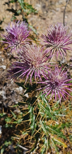 Ptilostemon hispanicus